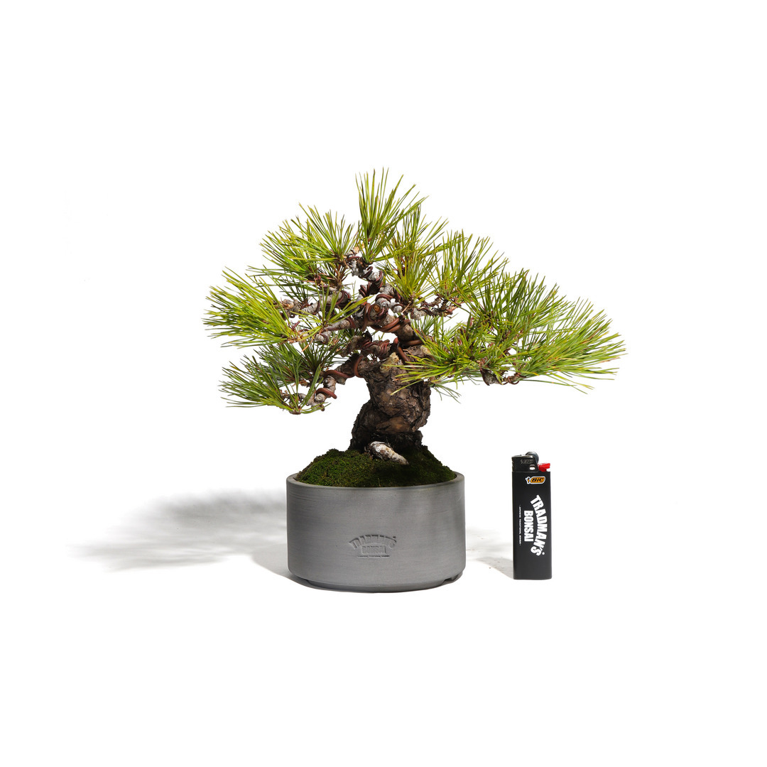 赤松 -Japanese red pine- （推定樹齢40年）-M0010-｜TRADMAN'S BONSAI